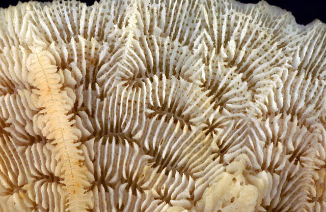 this type of branch coral, from its Latin name Acropora Florida