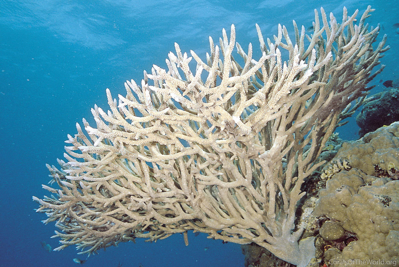 Types Of Branching Coral