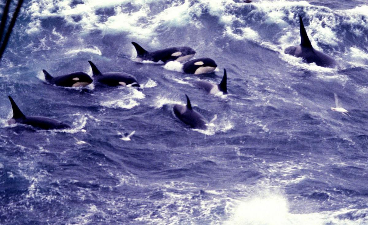 Photograph of a pod of killer whales.