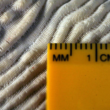 Showing coral scale