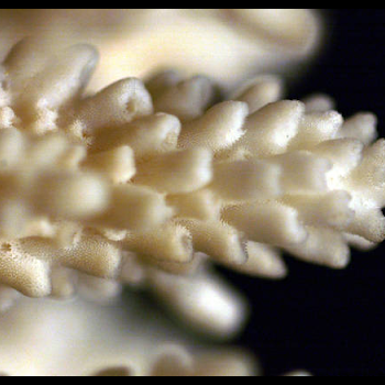 coral close-up