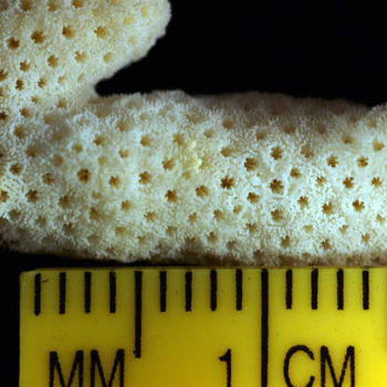 showing coral scale