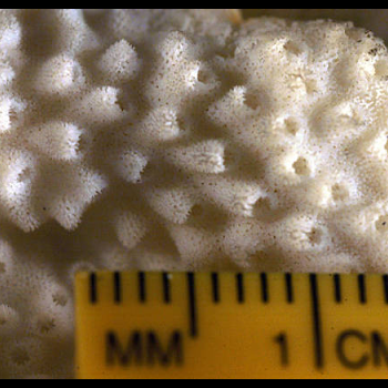 showing coral scale