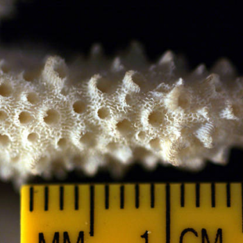 ruler showing coral scale of 1.8cm