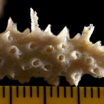 showing coral scale close-up