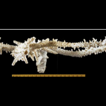 coral branch with scale bar
