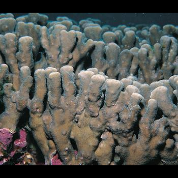 living branching coral colony