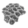 rendered image of astraea flavistella macro