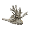 rendered image of acropora cervicornis